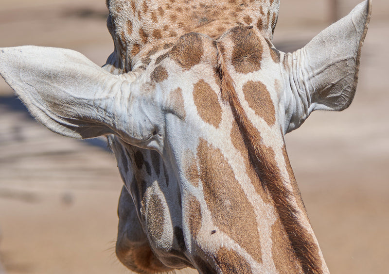 78814 Natur - Giraffe