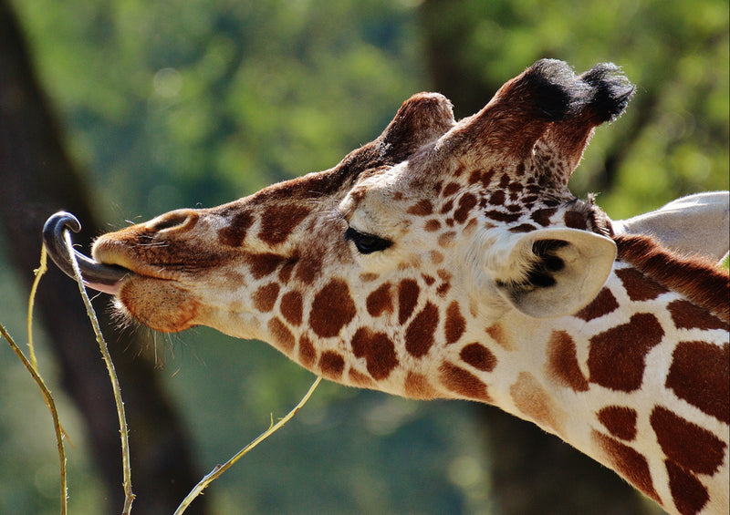 78771 Natur - Giraffe