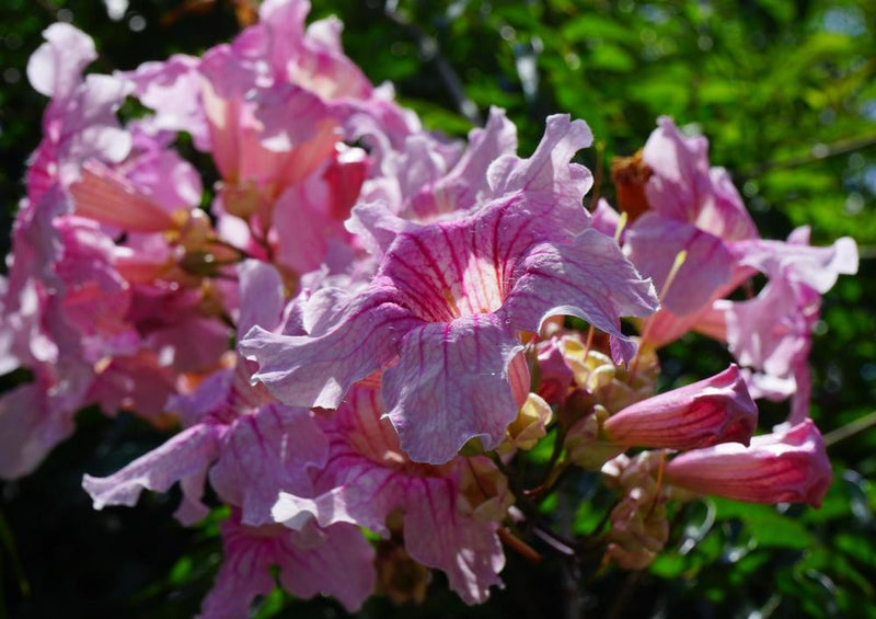 20474 Natur - Rosa Trompetenwein