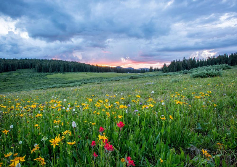 21596 Natur - Berg-Wiese