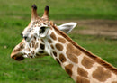 74340 Tierwelt - Giraffe