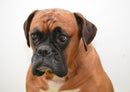 35480 Tierwelt - Boxer