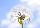 23987 Natur - Pusteblume