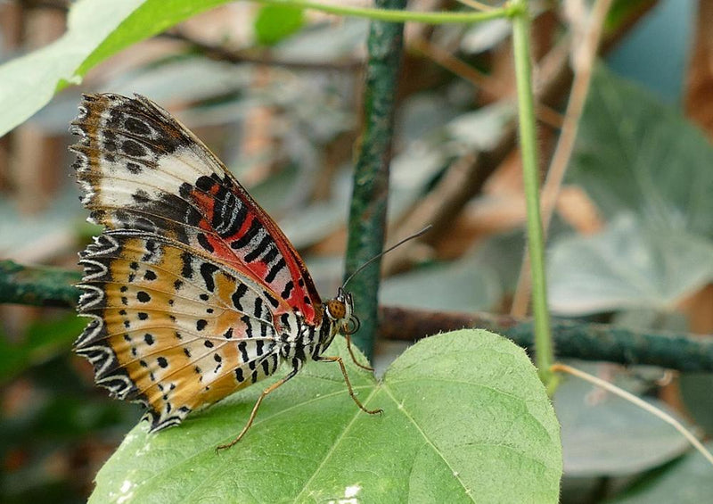 21400 Natur - Schmetterling