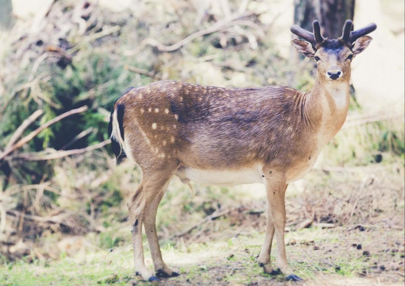 23720 Tierwelt - Rehe im Wald