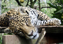 77548 Natur - Jaguar