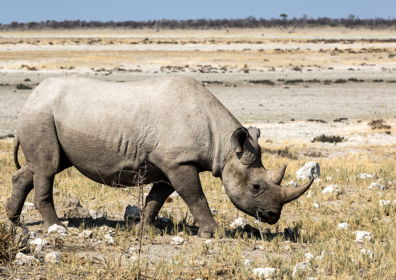 75839 Tierwelt - Nashorn