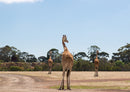 78210 Natur - Giraffen