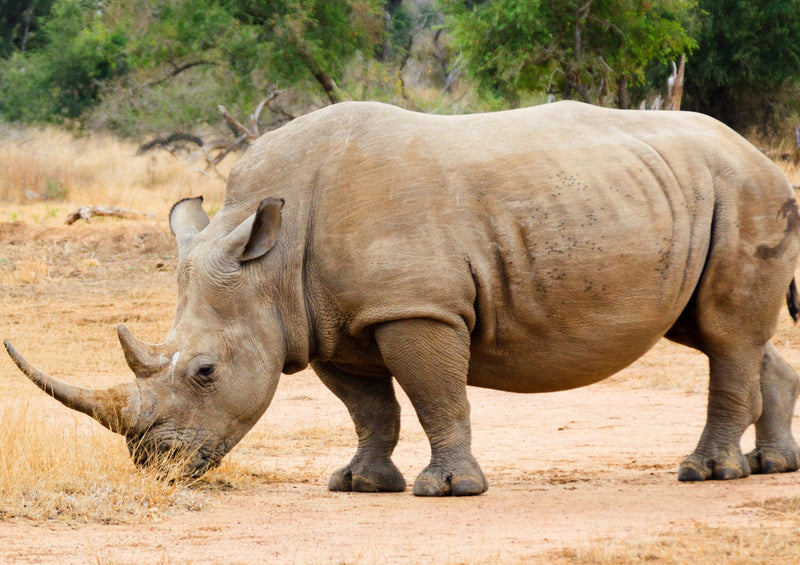 80403 Natur - Nashorn