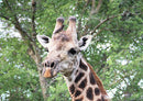 77868 Tierwelt - Giraffe