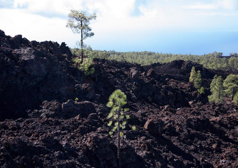 33365 Natur - Lava-Gestein