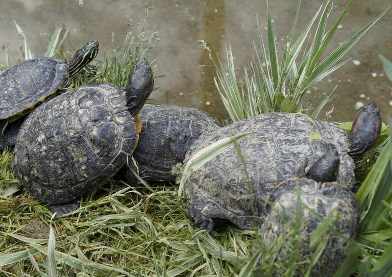 20238 Tierwelt - Schildkröte