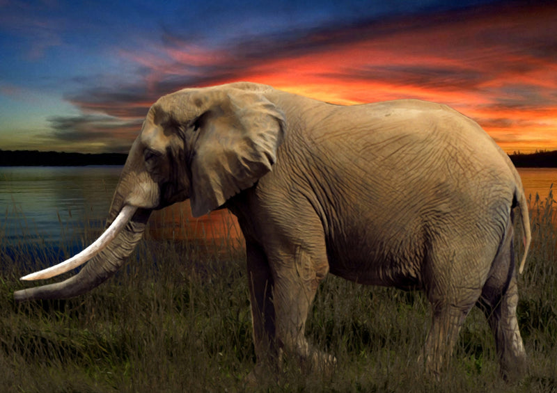 85013 Tierwelt - Elefant