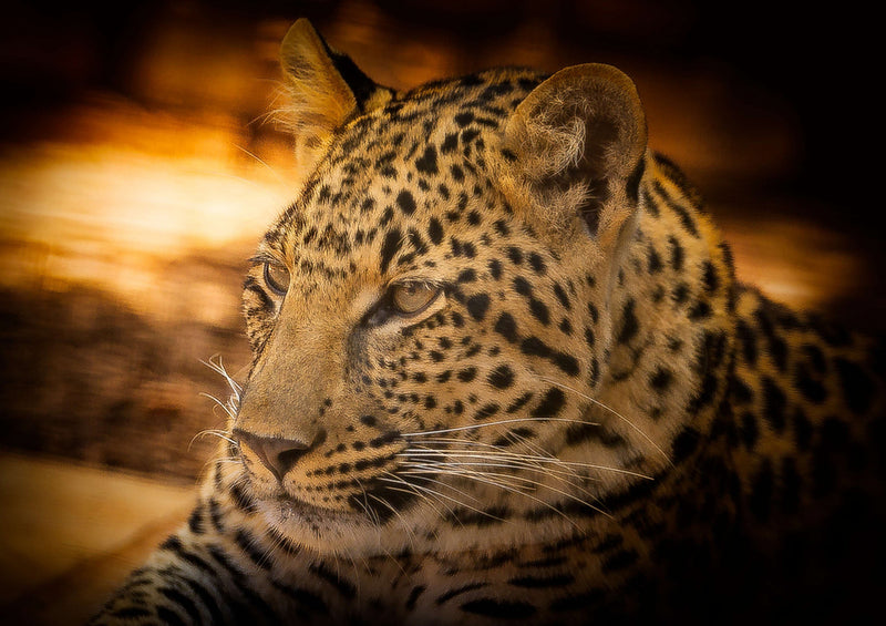 84555 Natur - Leopard