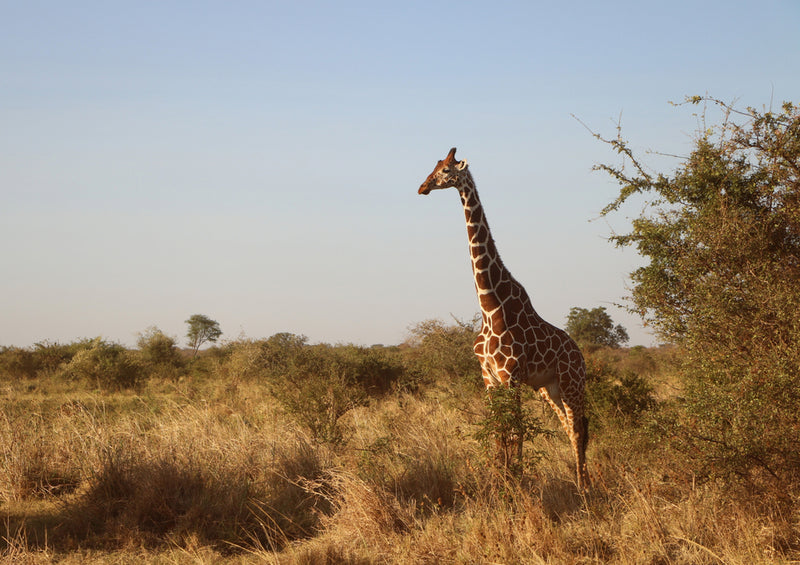 75313 Tierwelt - Giraffe