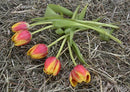 27670 Natur - Tulpen