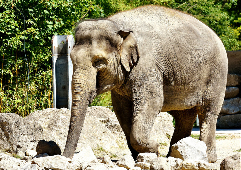 82490 Tierwelt - Elefant