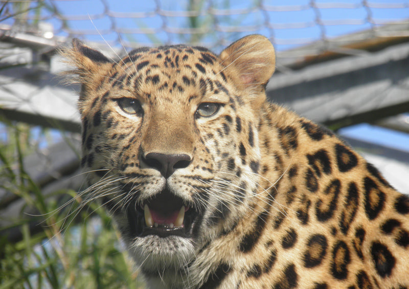 77174 Tierwelt - Leopard