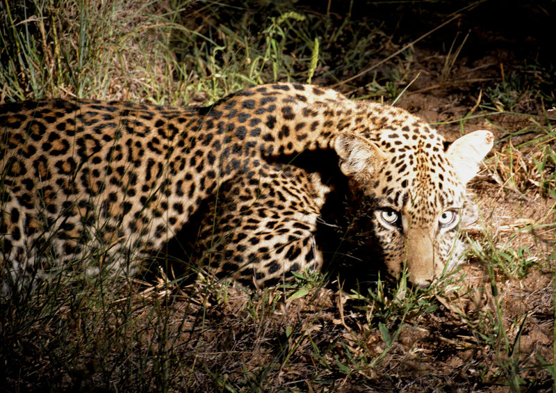 76930 Tierwelt - Leopard