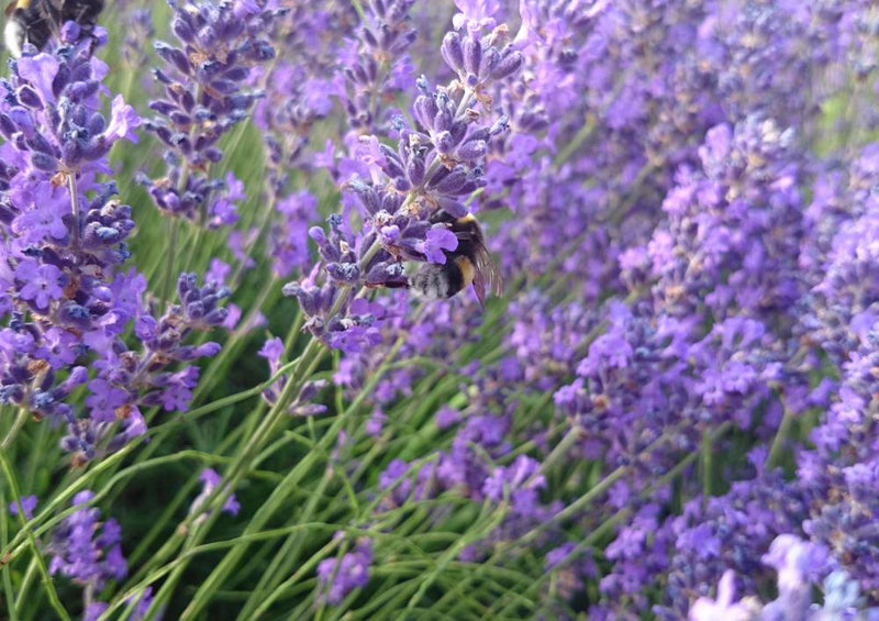 17190 Natur - Hummel im Lavendel