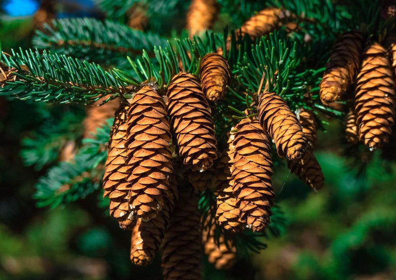 20738 Natur - Nadel-Baum