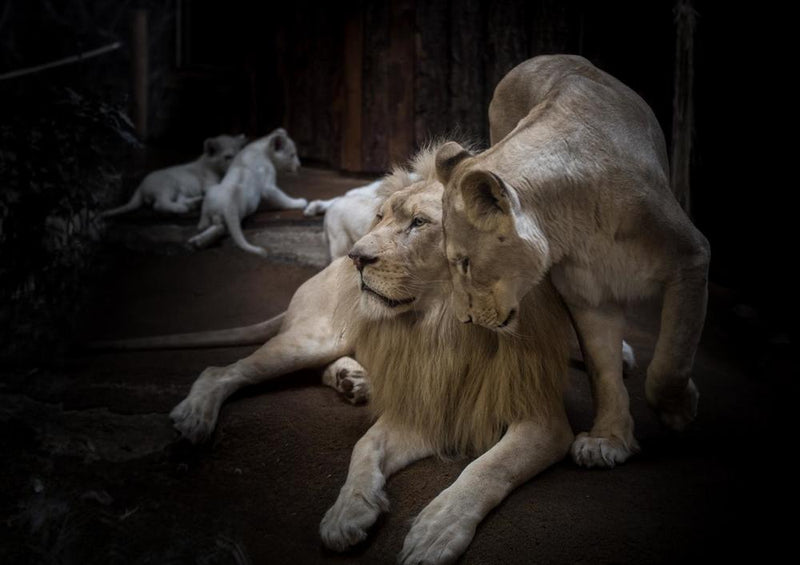 29901 Tierwelt - Weißer Löwe