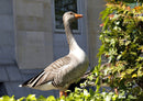 45258 Tierwelt - Gans