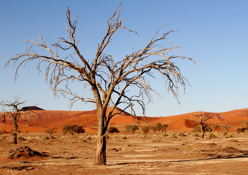 83506 Natur - Dünenlandschaft