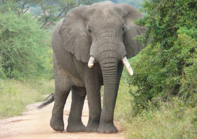 71233 Natur - Elefant