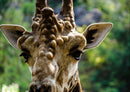 78167 Natur - Giraffe