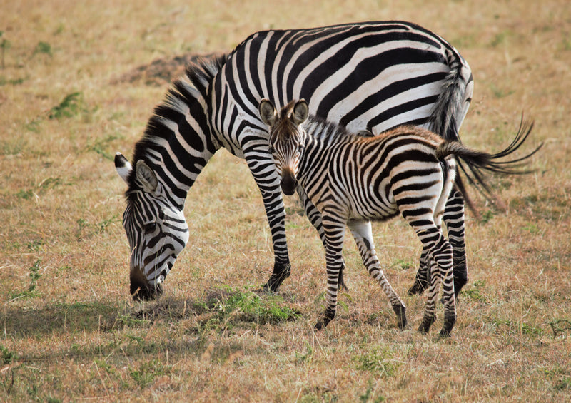 83349 Natur - Zebra