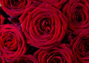 21591 Natur - Rote Rose