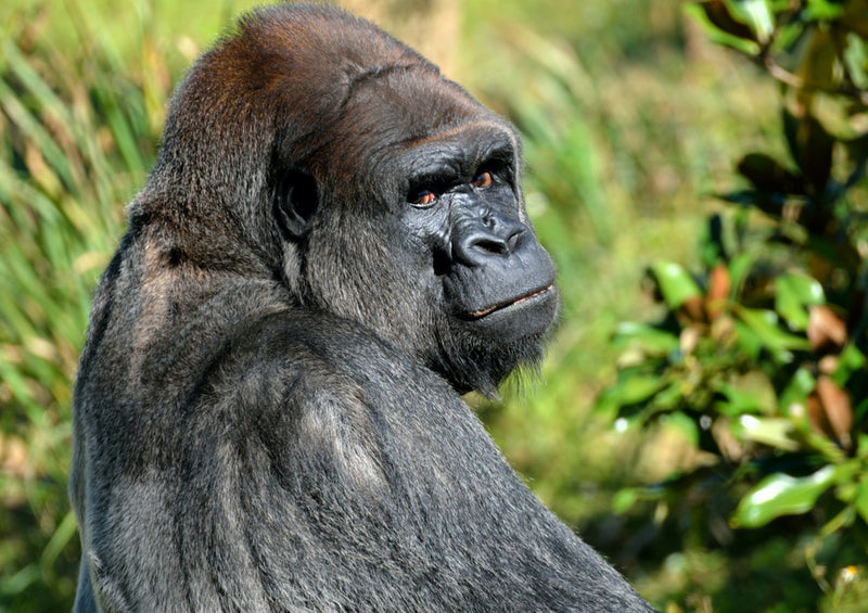 80352 Natur - Gorilla