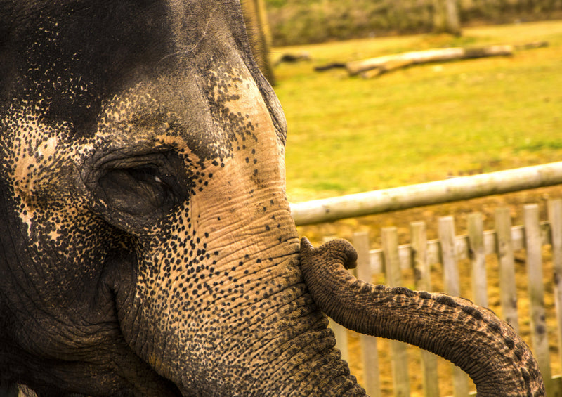 85861 Tierwelt - Elefant