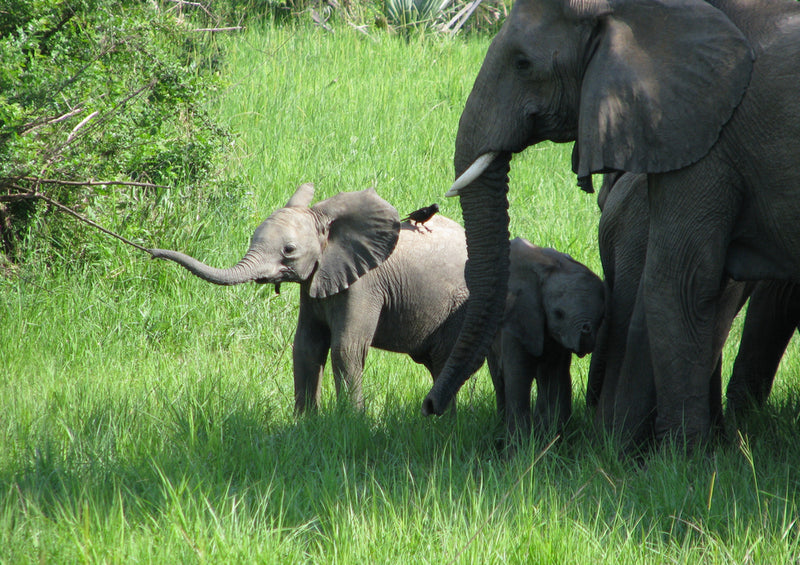 84939 Tierwelt - Baby Elefant