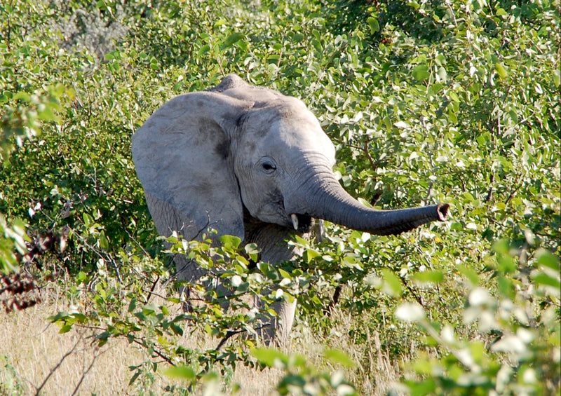 79676 Tierwelt - Elefant