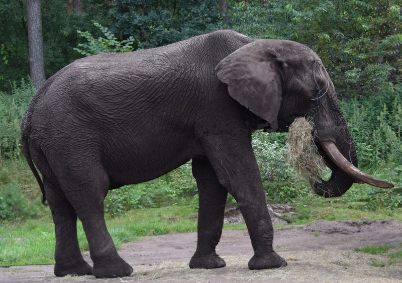 83278 Natur - Elefant