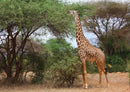 78580 Natur - Giraffe
