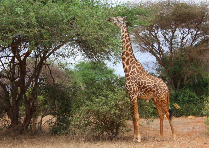 78580 Natur - Giraffe