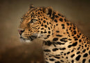 74203 Tierwelt - Leopard