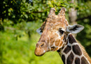 78297 Natur - Giraffe