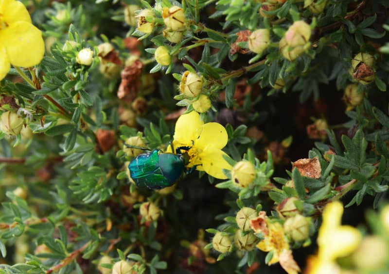 21395 Natur - Käfer auf Blüte