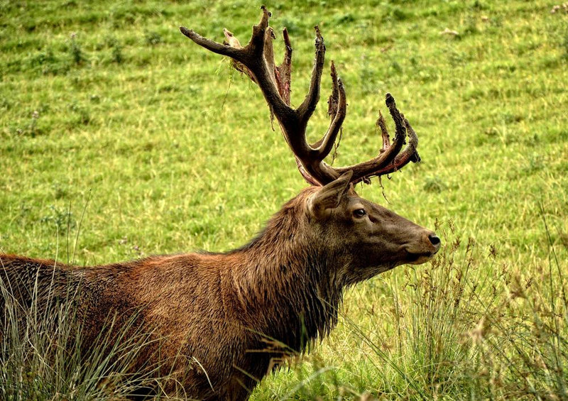 28024 Tierwelt - Hirsch