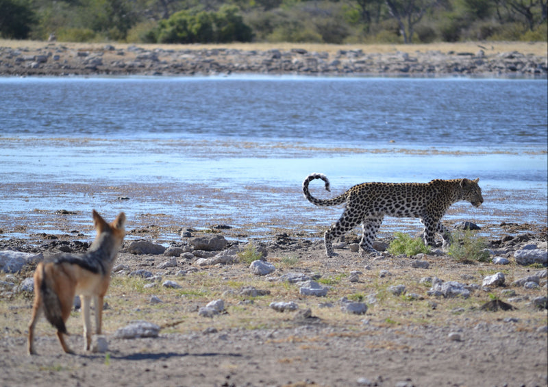 77045 Tierwelt - Leopard