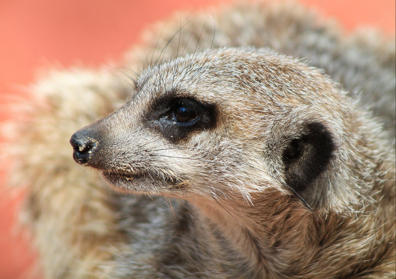 82679 Hintergründe - Erdmännchen