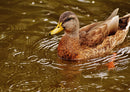 36254 Tierwelt - Ente