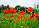 18594 Natur - Mohn-Wiese