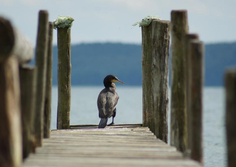 20218 Tierwelt - Ente