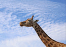 78365 Natur - Giraffe