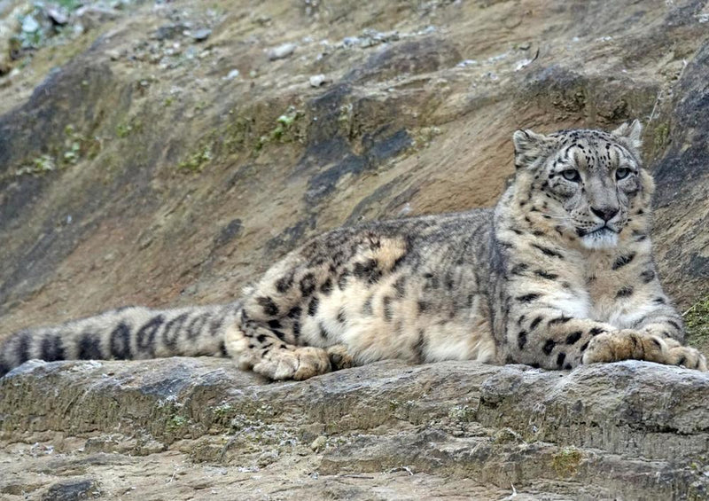 18041 Tierwelt - Schnee-Leopard